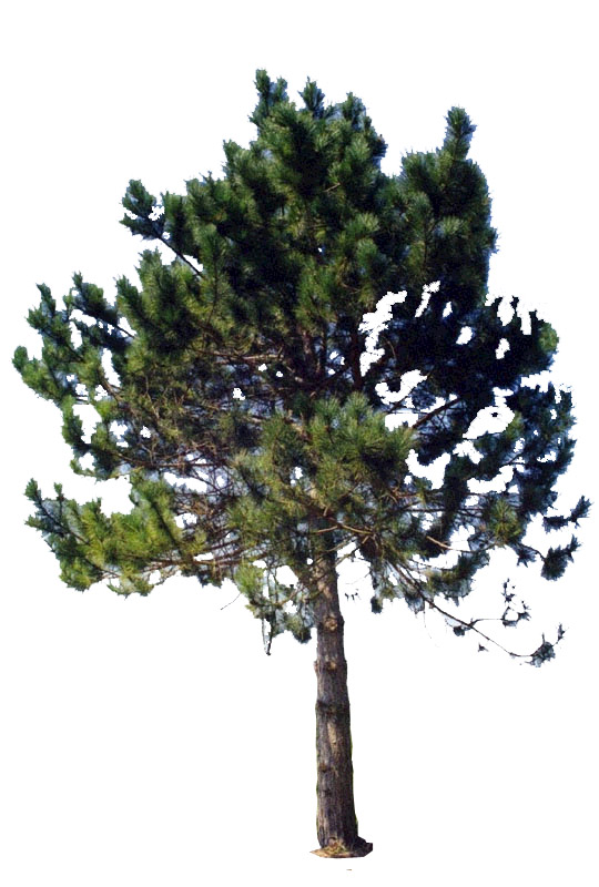 tree_06