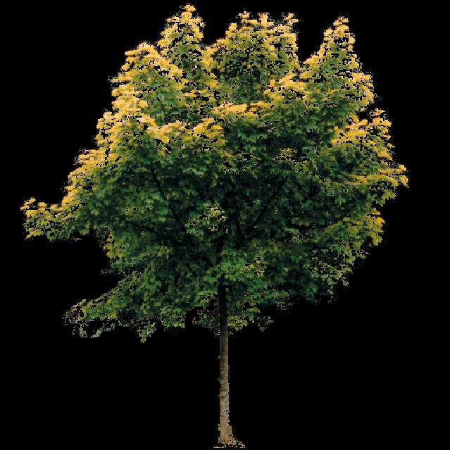 tree_126