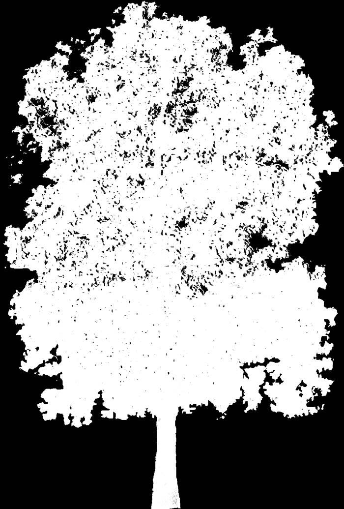 tree_61
