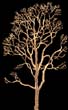 tree_91