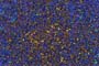 fabrics_1338