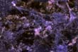 marble_42